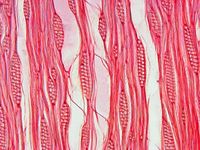 Tangential section